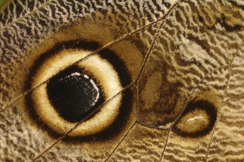Wing of Butterfly, Macro Image